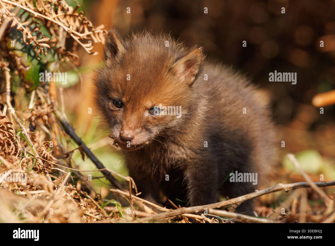Fox cubs exploring the big new world Stock Photo