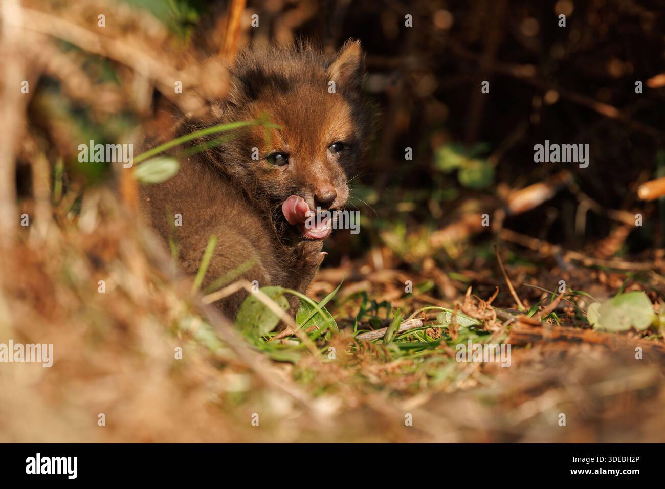 Fox cubs exploring the big new world Stock Photo