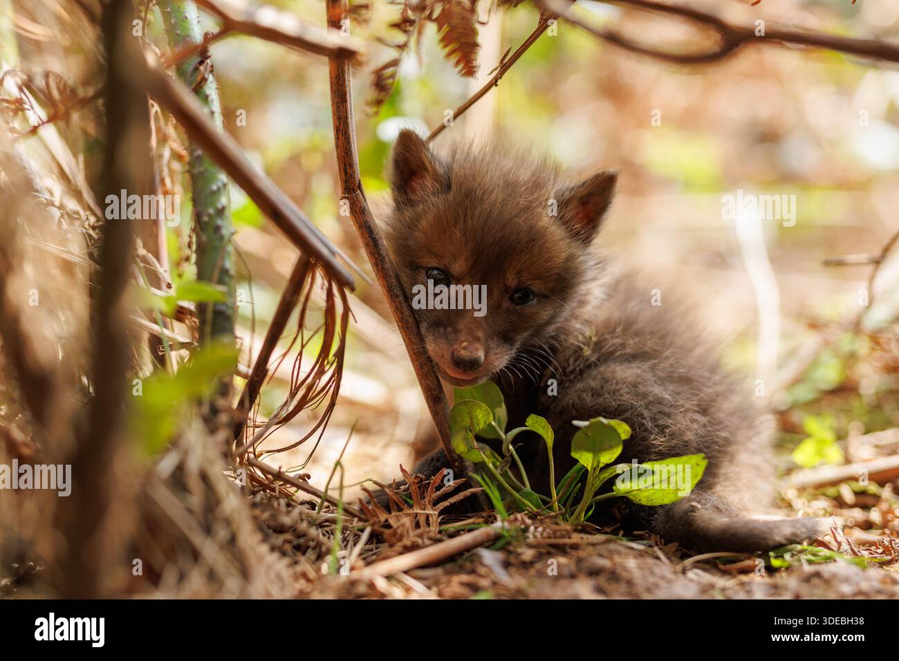 Fox cubs exploring the big new world Stock Photo
