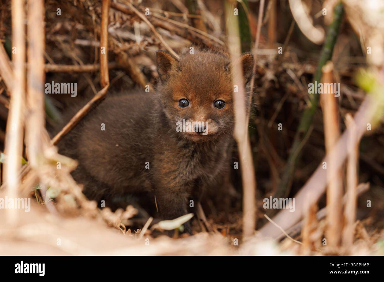 Fox cubs exploring the big new world Stock Photo