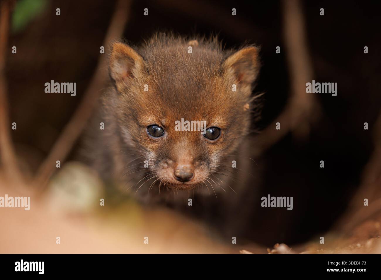 Fox cubs exploring the big new world Stock Photo