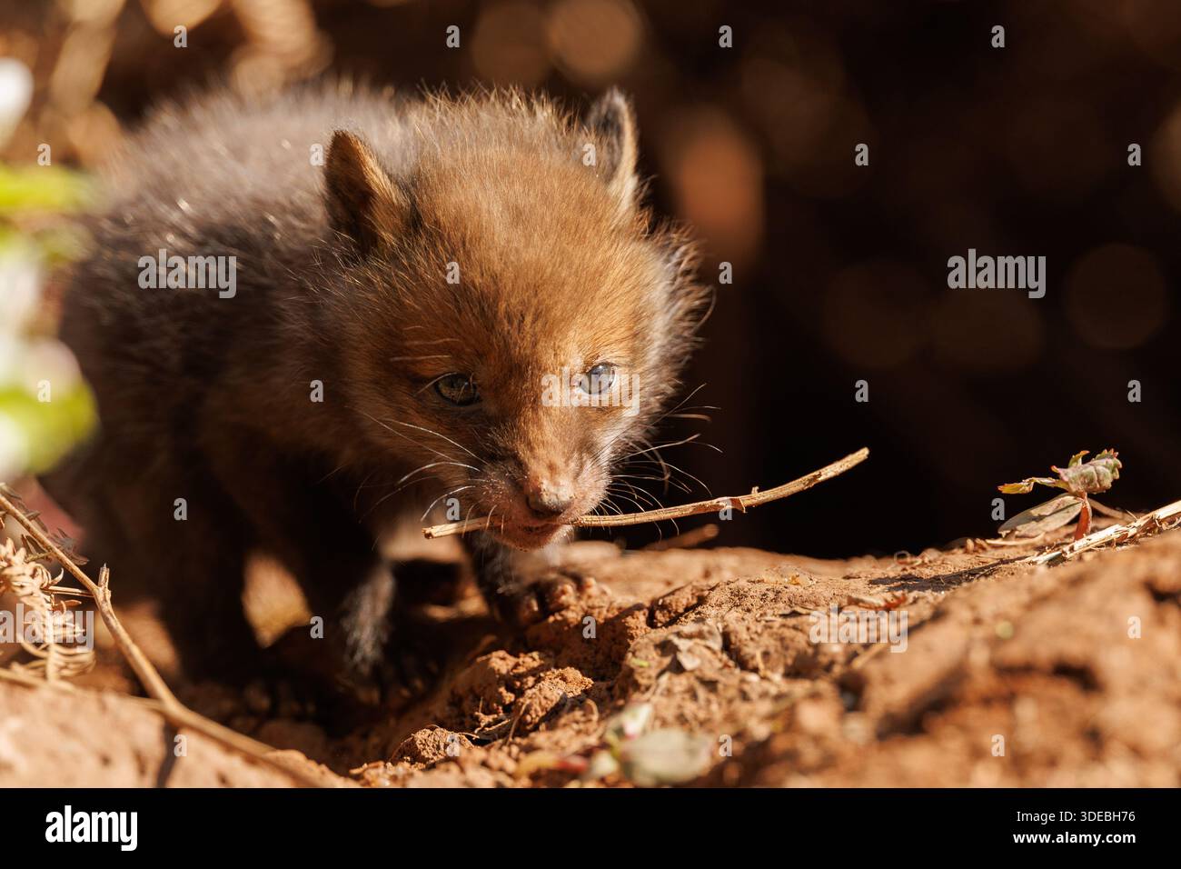 Fox cubs exploring the big new world Stock Photo