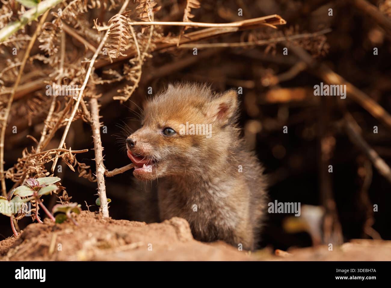 Fox cubs exploring the big new world Stock Photo