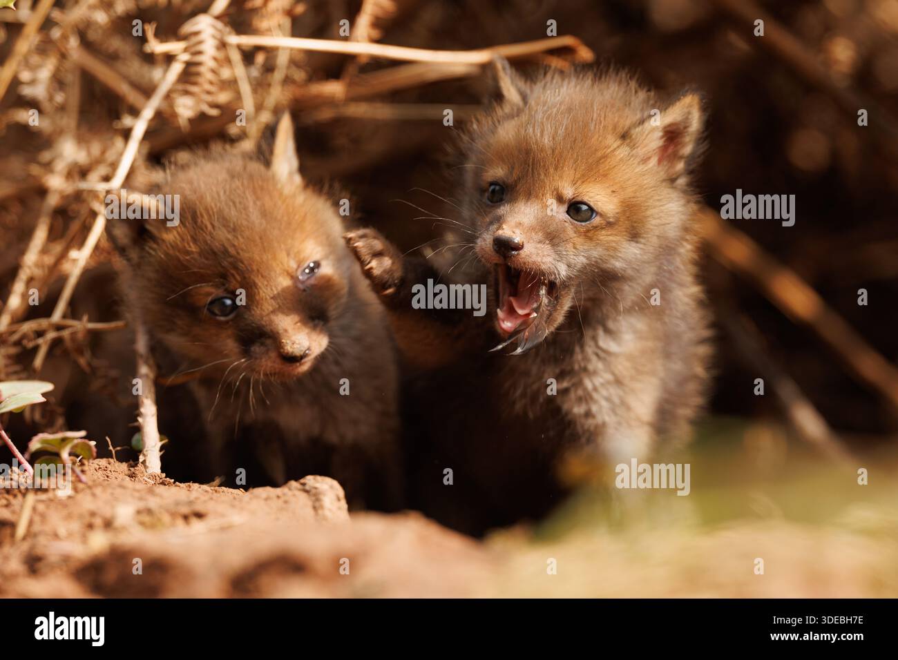 Fox cubs exploring the big new world Stock Photo