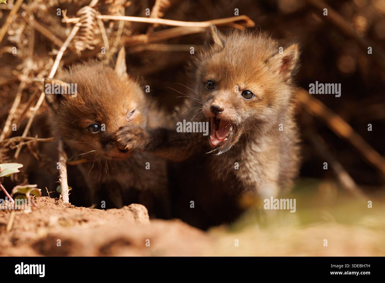 Fox cubs exploring the big new world Stock Photo