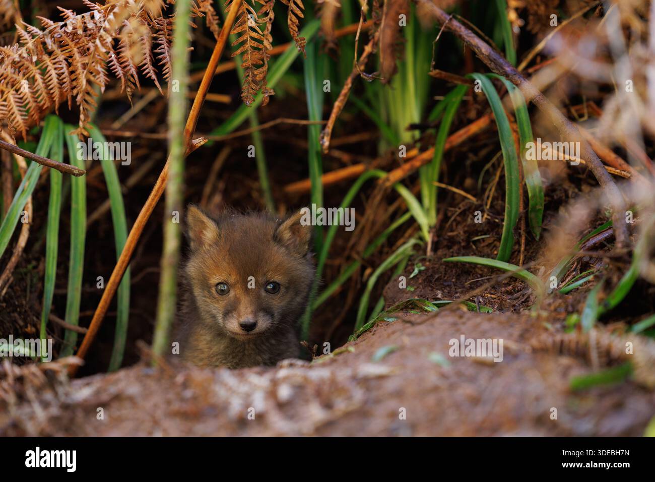 Fox cubs exploring the big new world Stock Photo