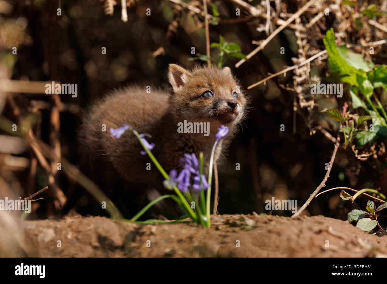 Fox cubs exploring the big new world Stock Photo