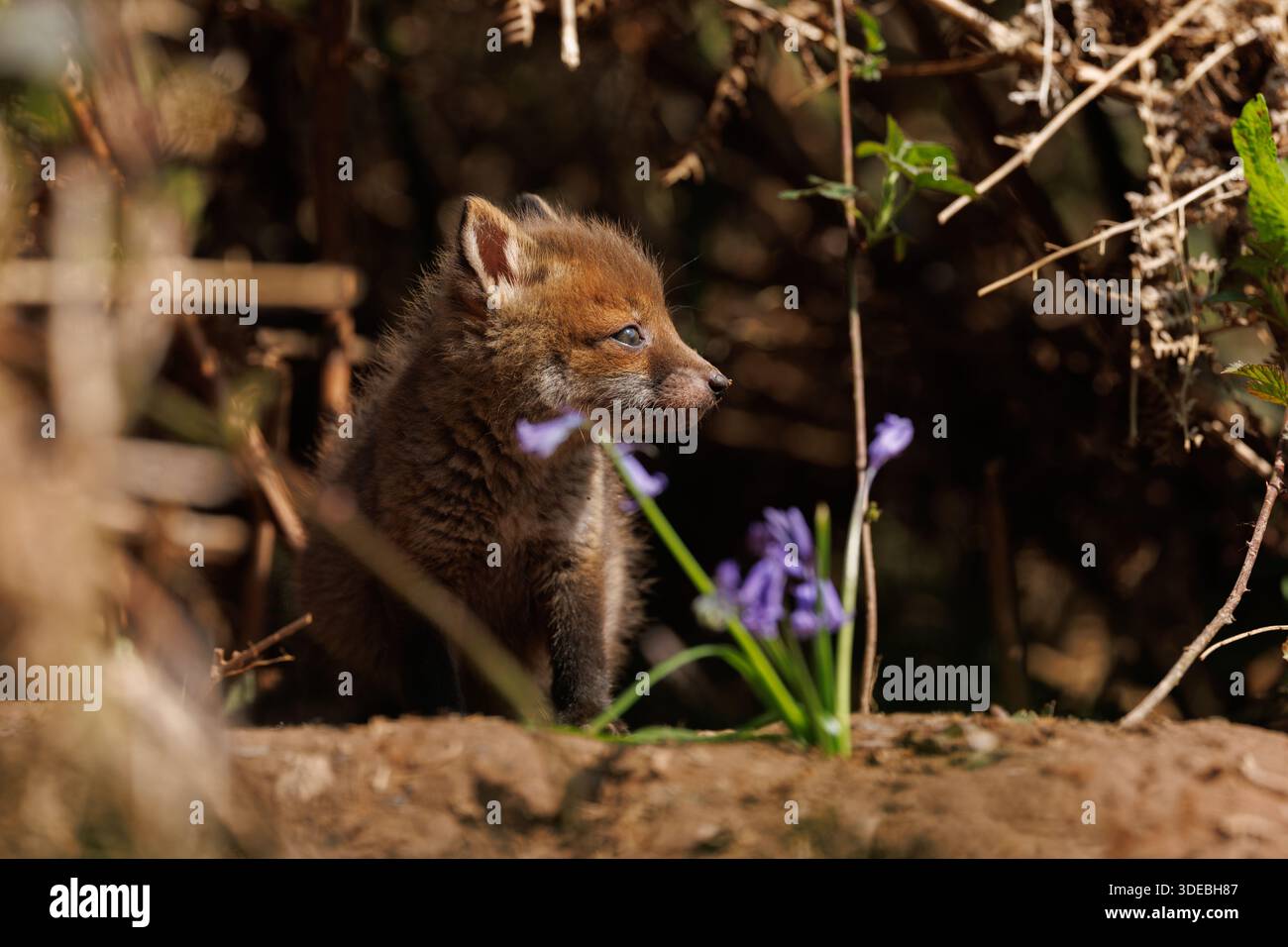 Fox cubs exploring the big new world Stock Photo