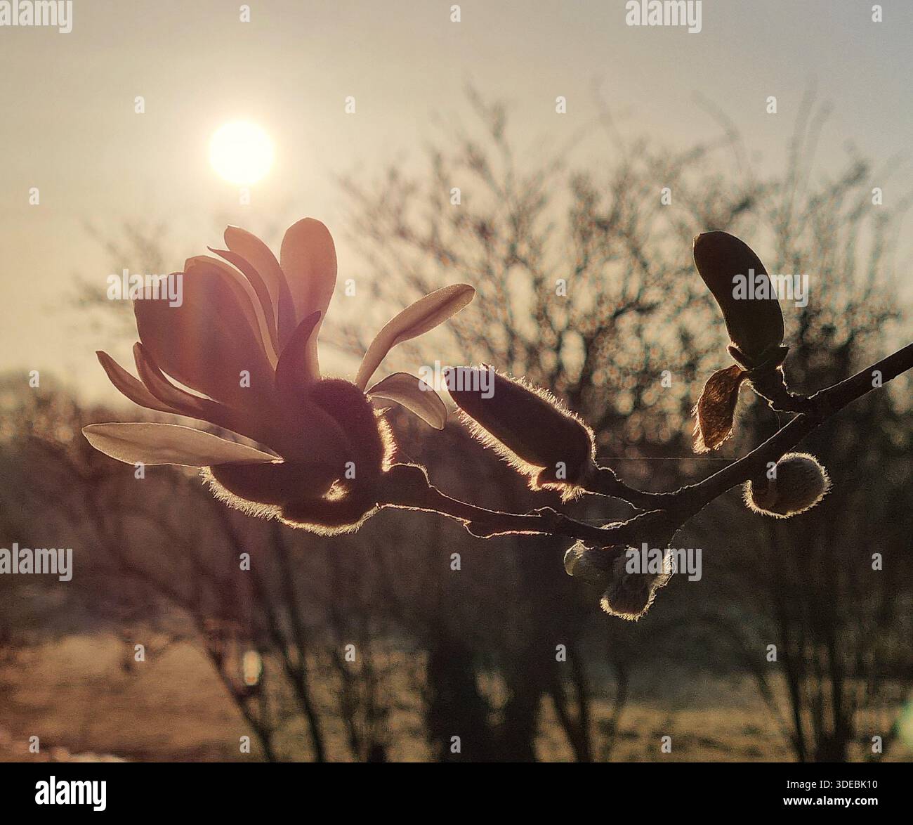 Flowers at sunrise, Taraloka Retreat Centre, UK - Smartphone Captured Stock Image