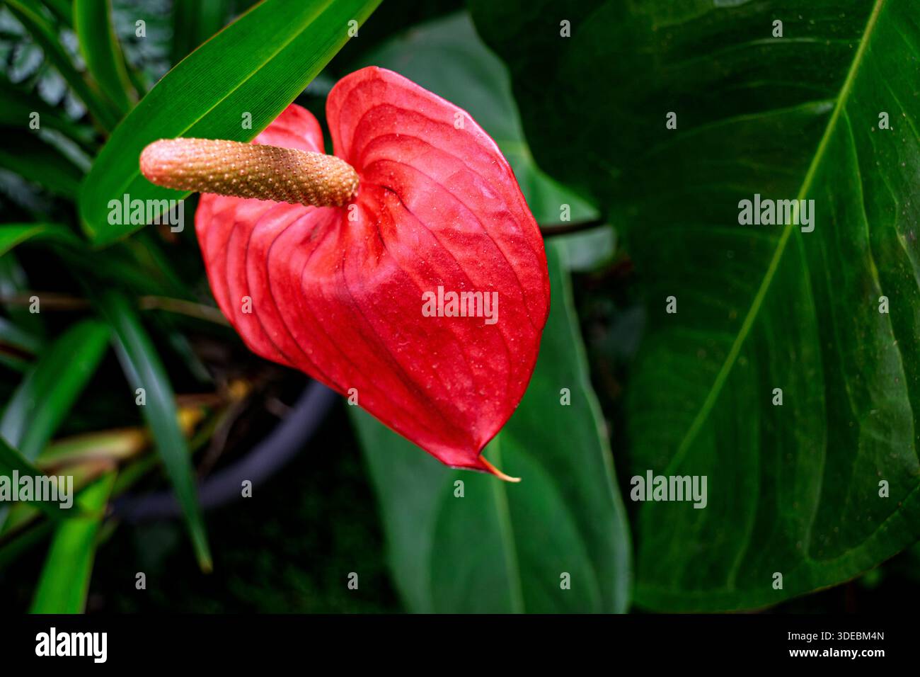 aspidistra elatior kaufen Aspidistra elatior main image 1