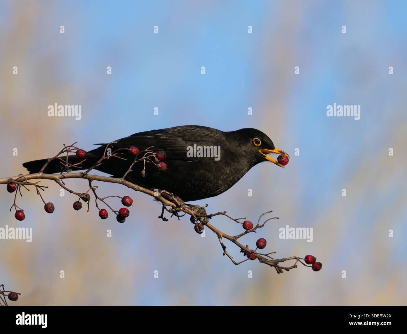 Blackbird eating winter berries UK [Turdus Merula] Stock Photo