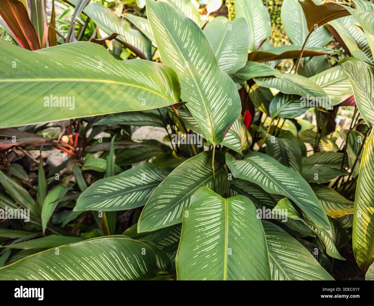 Goeppertia ornata Pinstripe calathea foliage in tropical garden Stock Photo  - Alamy