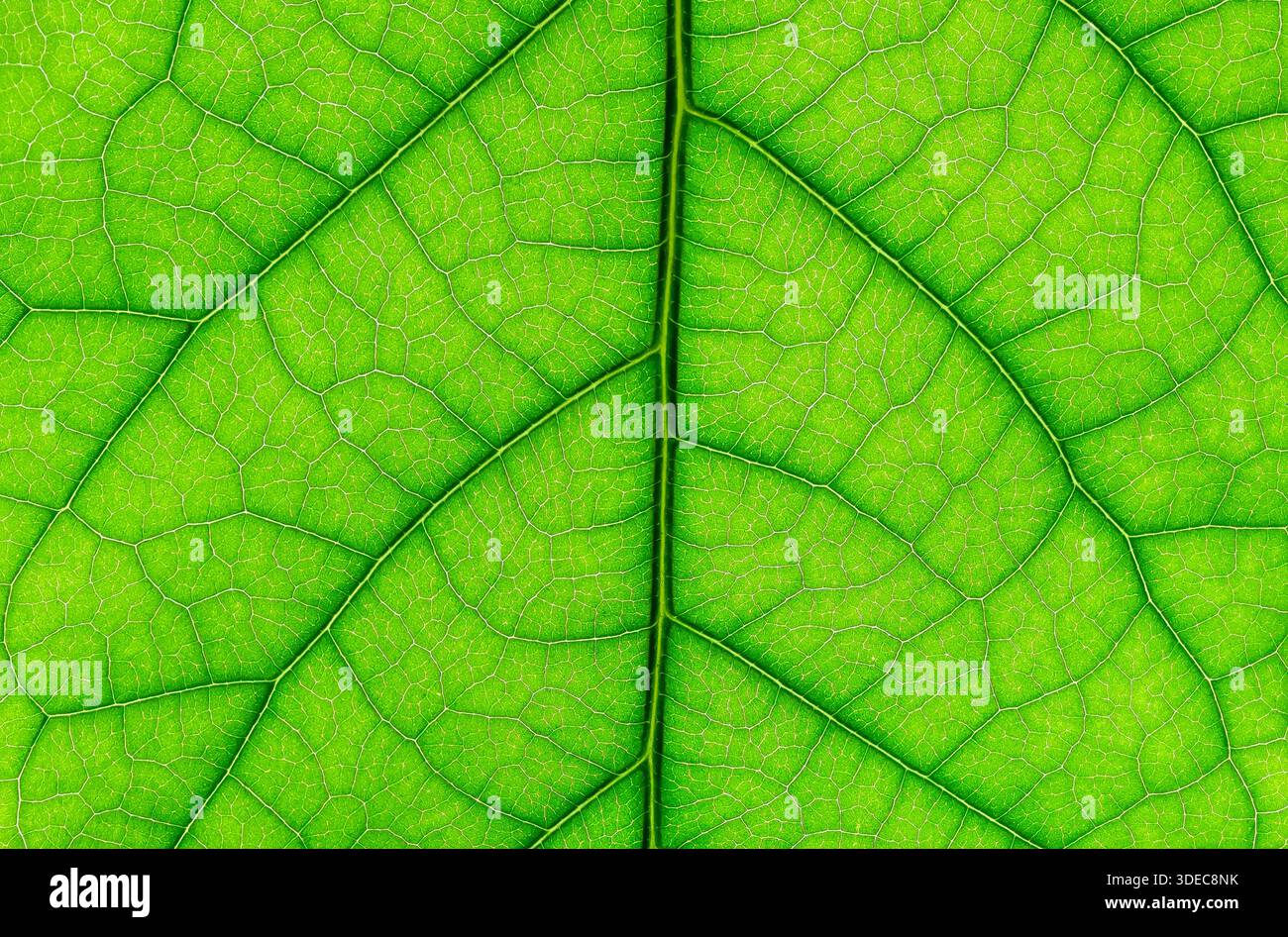 Macro Closeup of a Avocado Leaf Stock Photo