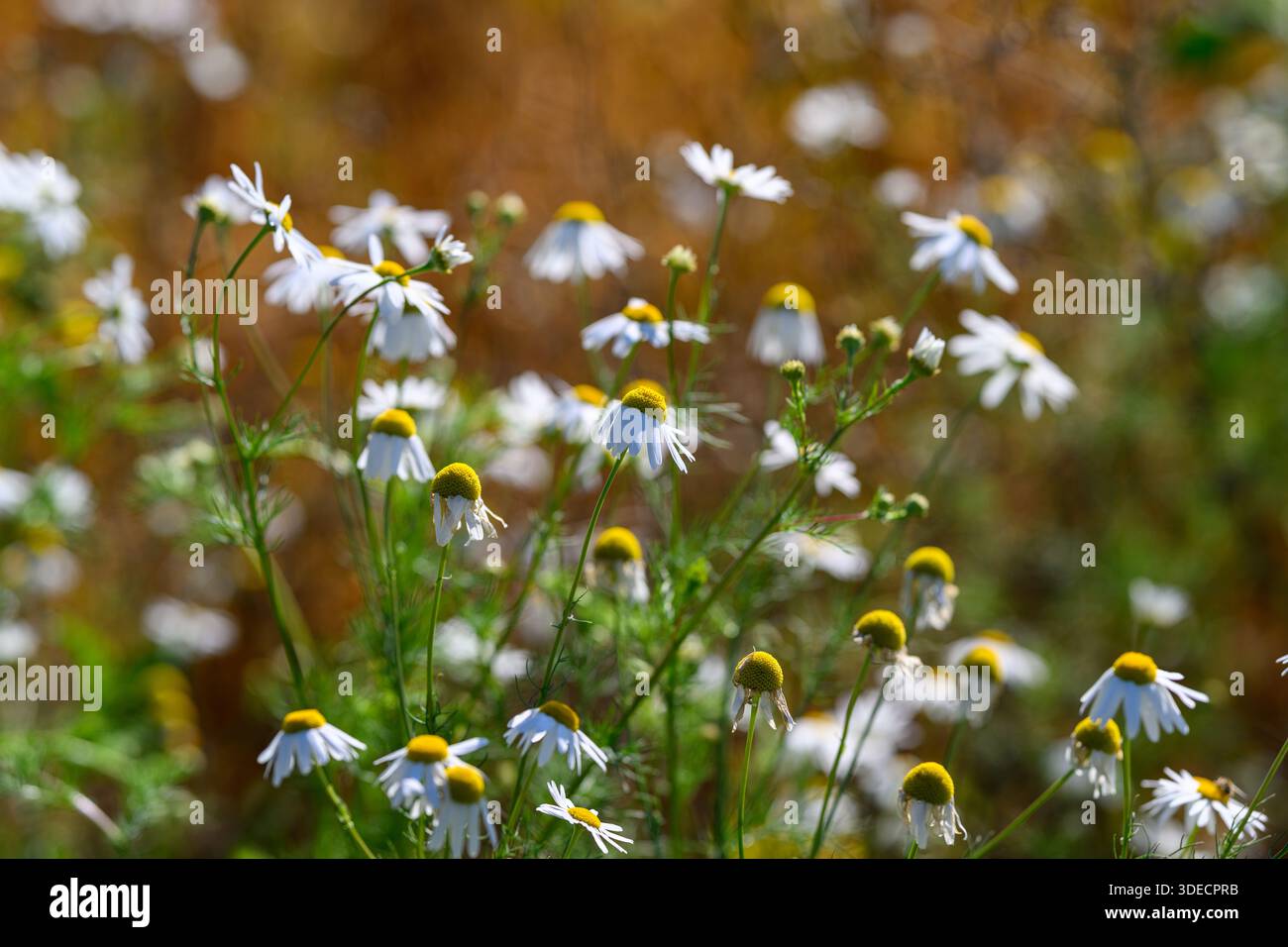 wild camomile blooms in sunlit meadow, close-up focus on white petals and yellow centers, soft bokeh background, warm golden light creating calming bo Stock Photo