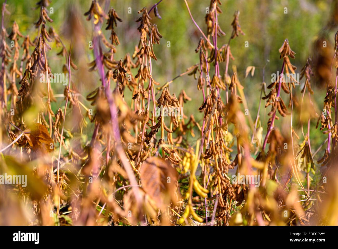 dense soybean canopy in industrial field close-range view showing abundant pods and fine webbing, sunlight hazing through uniform rows, emphasis on sc Stock Photo