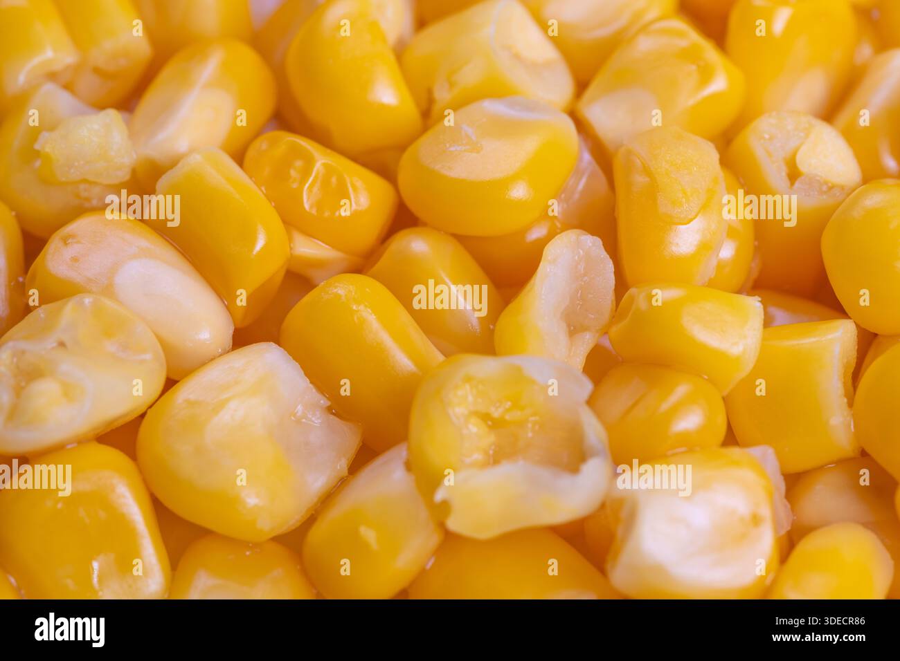 fresh corn kernels closeup snackready golden bites perfect for salsas side dishes and homestyle meals, glossy sheen evokes comforting flavors Stock Photo
