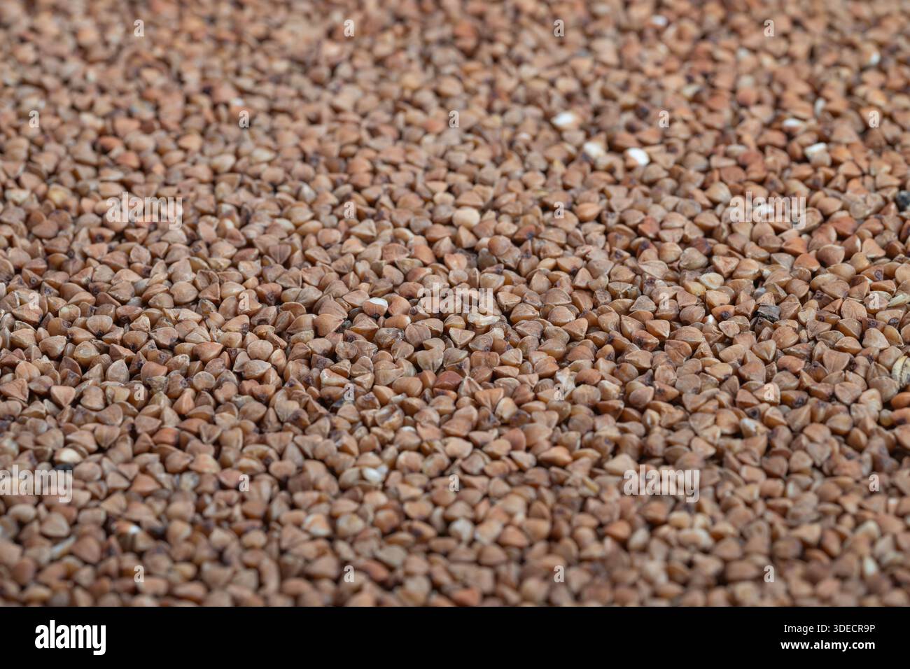 close up buckwheat groats background with repeating grain pattern and warm tones, flat composition emphasizes uniform kernels and subtle color variati Stock Photo