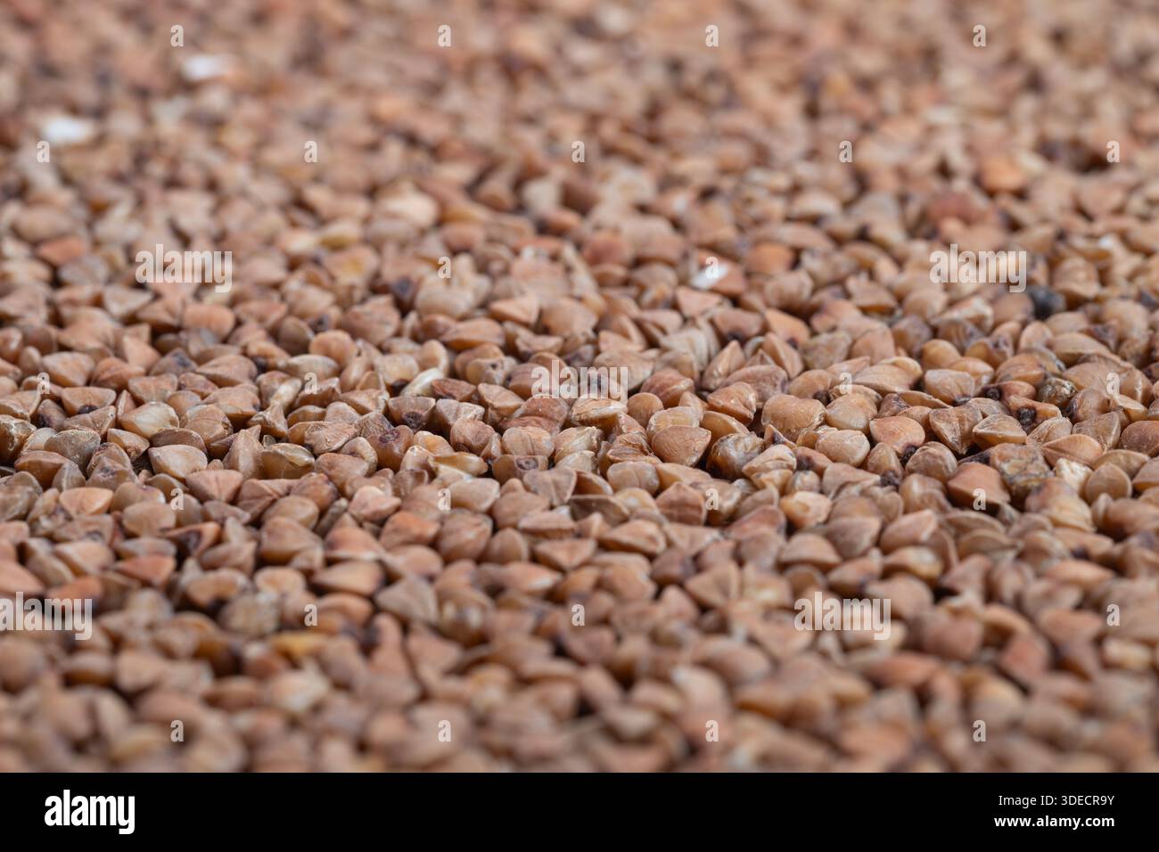 Closeup buckwheat groats uniform hi-res stock photography and images ...
