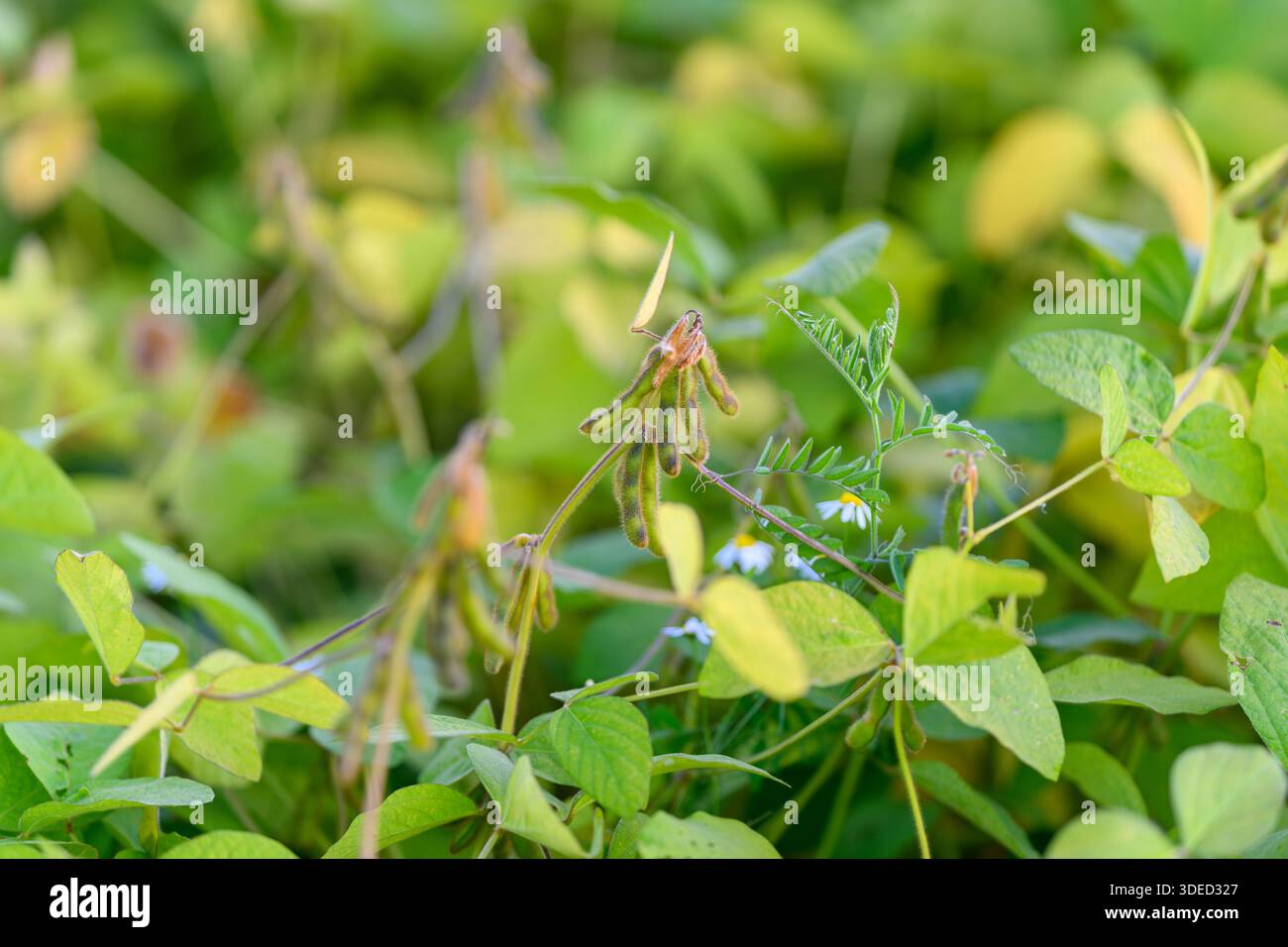 expansive soybean groundcover in field, dense low canopy and uniform spacing suggesting mechanized sowing, commercial scale cultivation with high yiel Stock Photo