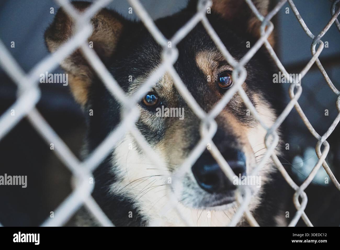 Sad Animal Rescues Sad rescue dog with expressive eyes looking through a chain link fence ...