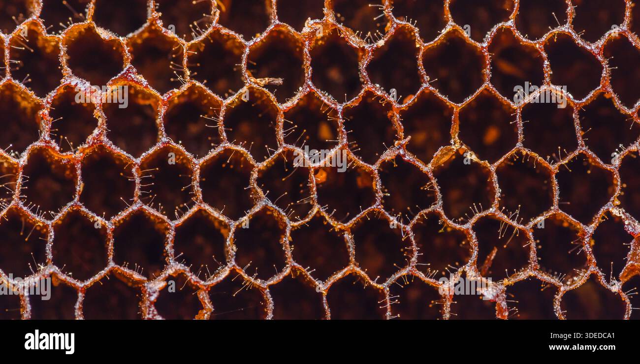 Honeycomb structure revealing close-up texture, intricate hexagonal ...