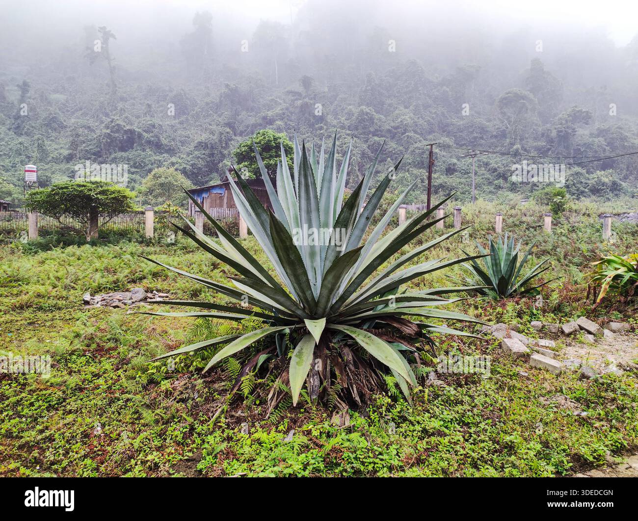 Tropical agave hi-res stock photography and images - Alamy