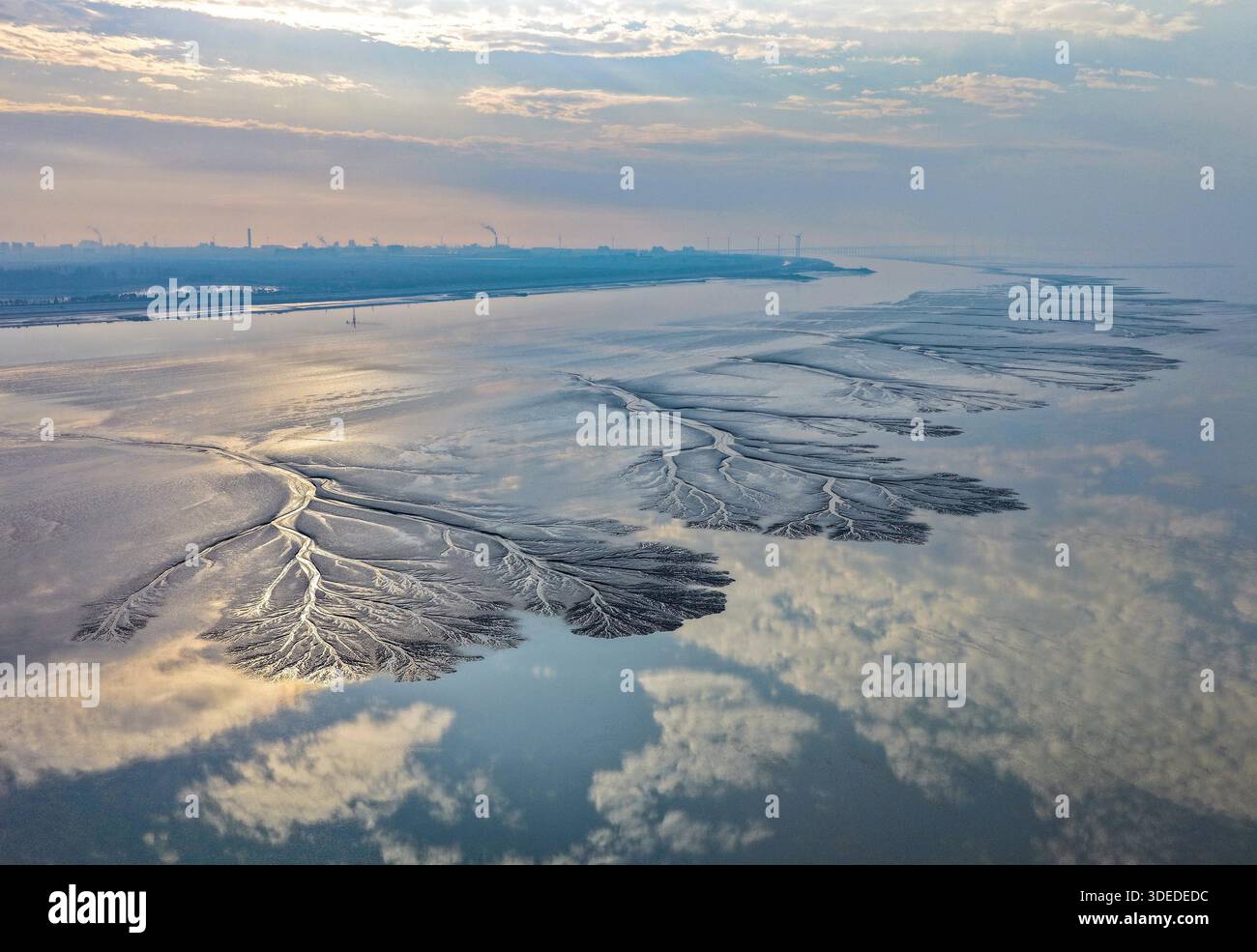 Tidal trees form an engraved forest-like landscape on the tidal flats ...