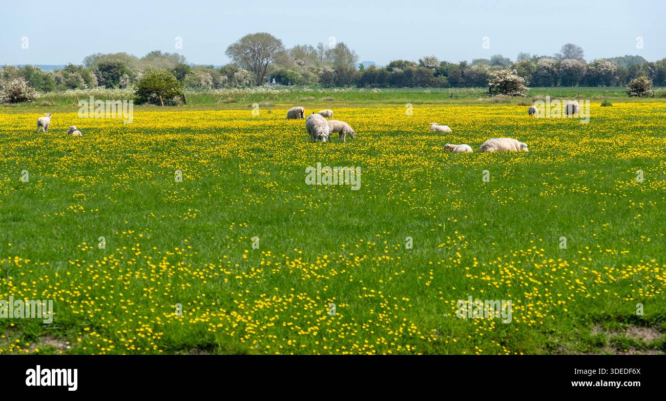 Grazing marsh hi-res stock photography and images - Alamy