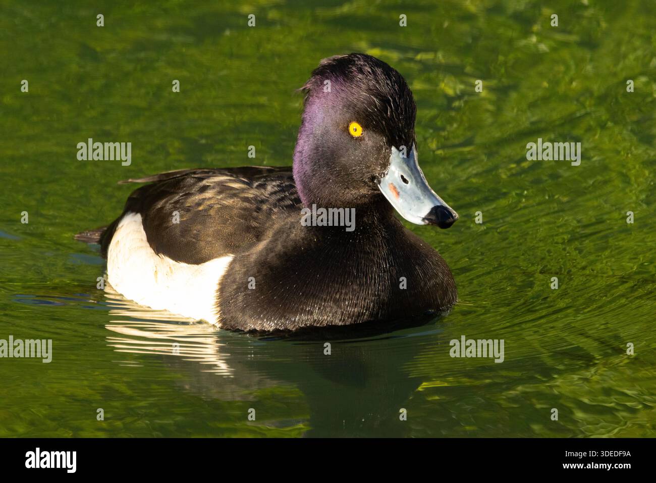 The boldly marked male Tufted Duck has a distinctive yellow eye. They are the commonest of the the diving duck family in the UK Stock Photo