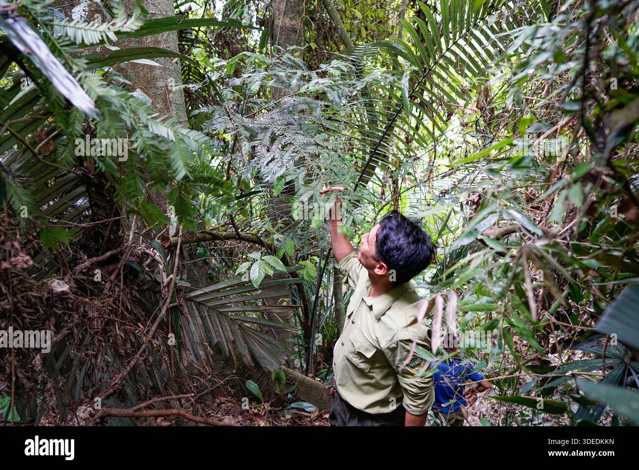Environmental Rangers Forest ranger examining tropical plant species in a dense jungle ...
