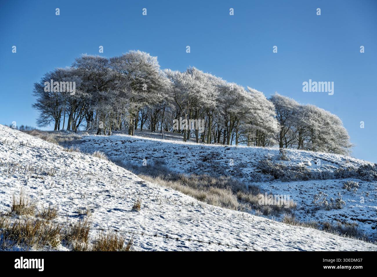 A copse of beech trees covered in snow and frost on a sunny winters day. Stock Photo