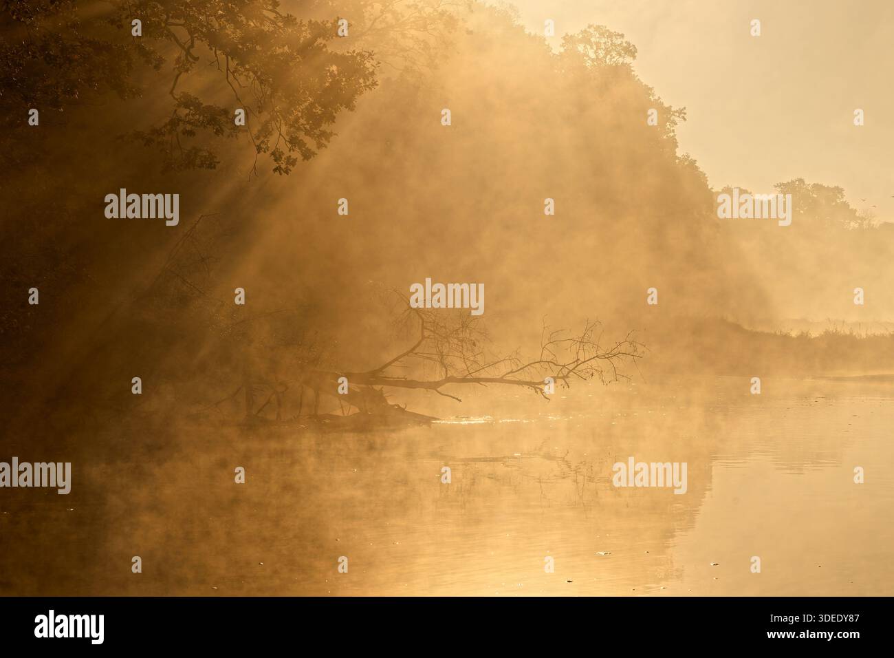 Mystical sunrise over a foggy river with golden sun rays through trees ...