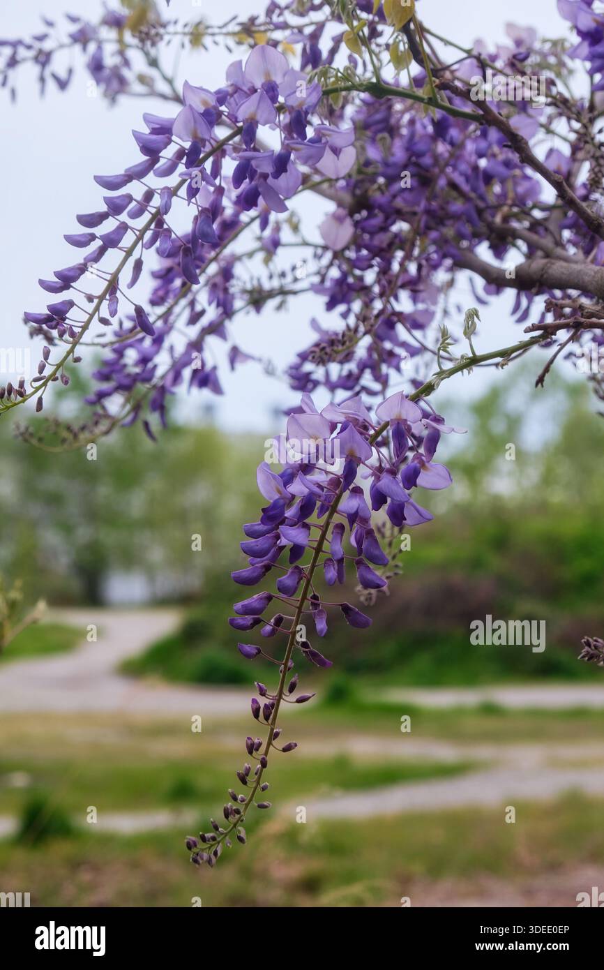 Glicynia hi-res stock photography and images - Alamy