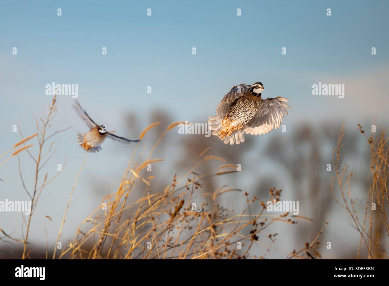 Quail In Iowa Bobwhite quail flying hi-res stock photography and images - Alamy