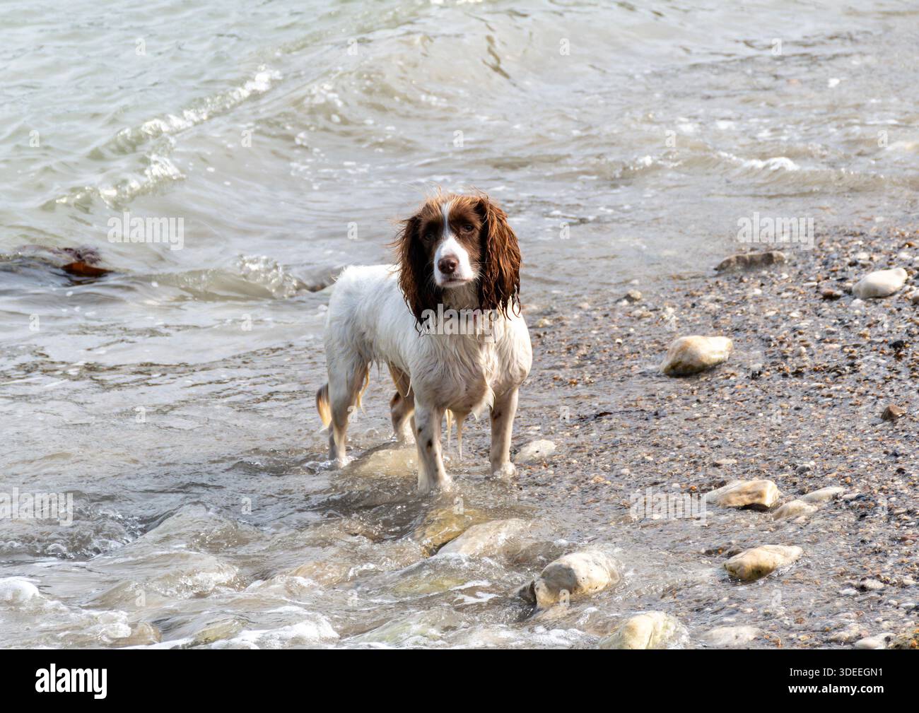 Welsh Springer Spaniel. Stock Photo