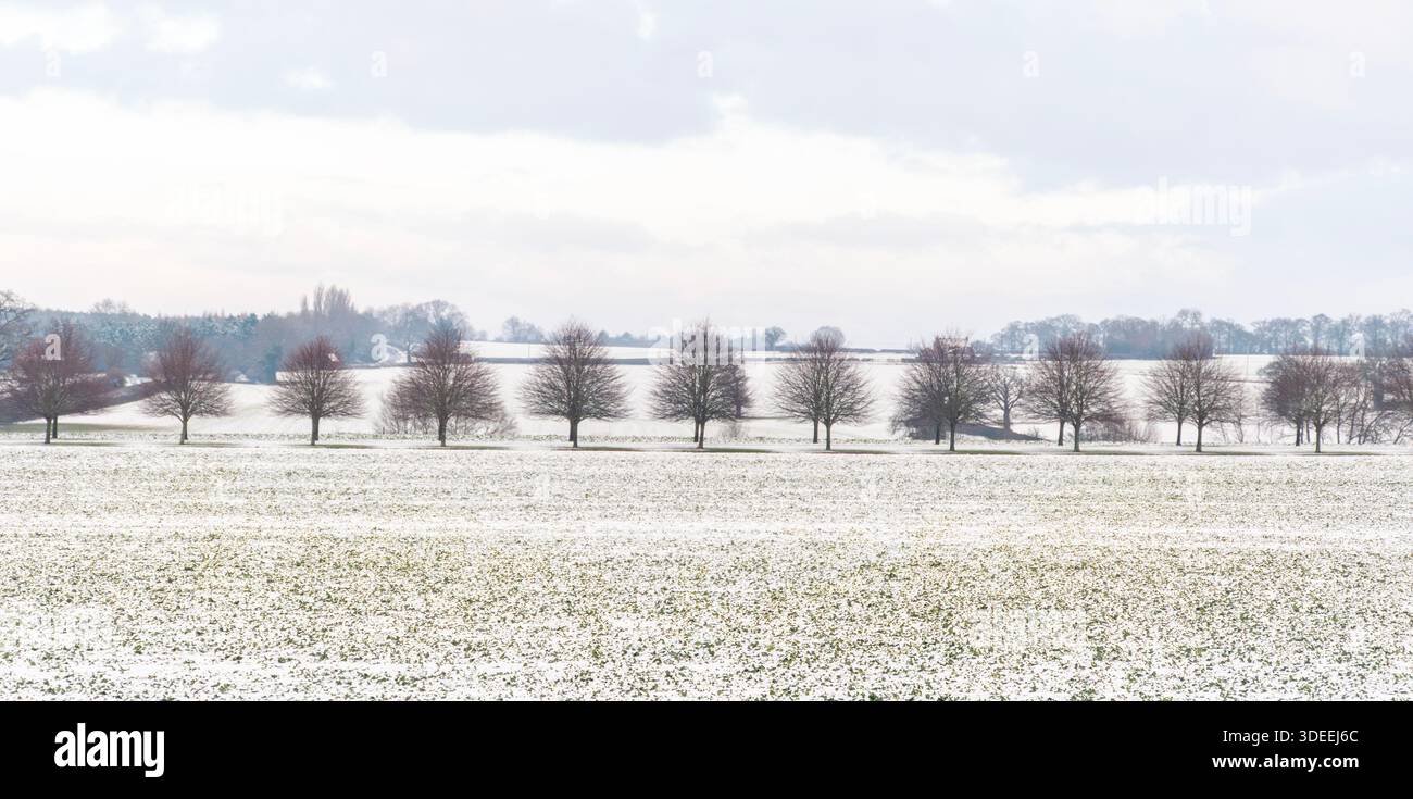 A Row Of Trees In Winter Stock Photo