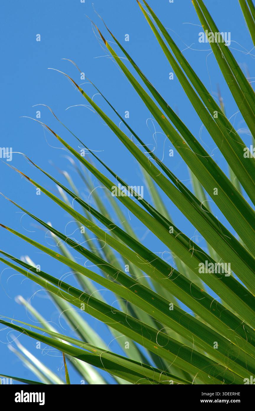 Palm Tree Threads Closeup image of the tips of a Palm frond shows tiny thread like fibers ...