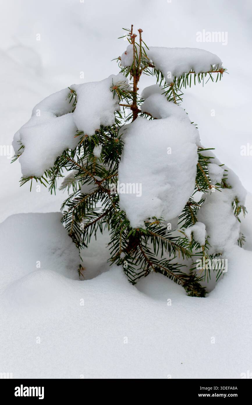 Small snow covered Balsam tree in Quebec,Canada Stock Photo