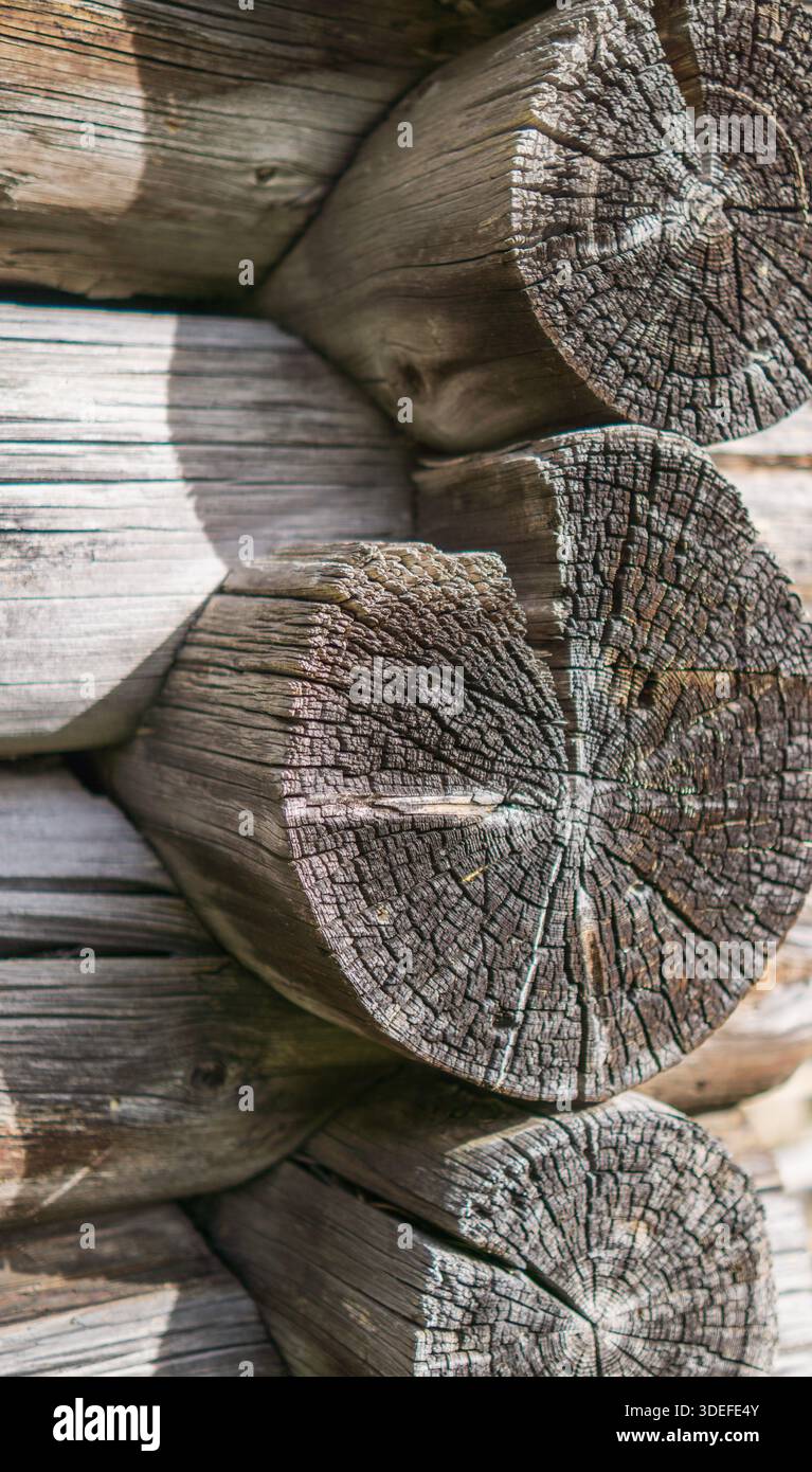 A detailed close up of stacked wooden logs showing clear tree rings and ...