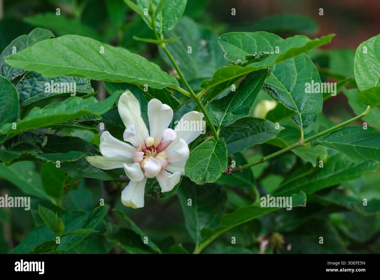 Calycanthus Venus, sweetshrub Venus, large, magnolia-like, creamy-white flowers with yellow and purple central markings Stock Photo