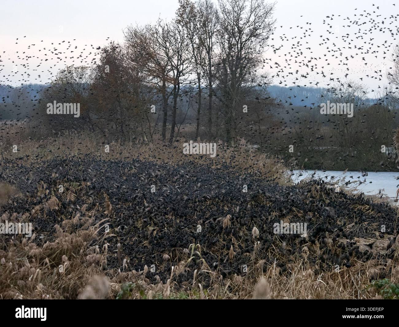 Starlings Sturnus vulgaris, large murmuration, Ham Wall, December Stock Photo
