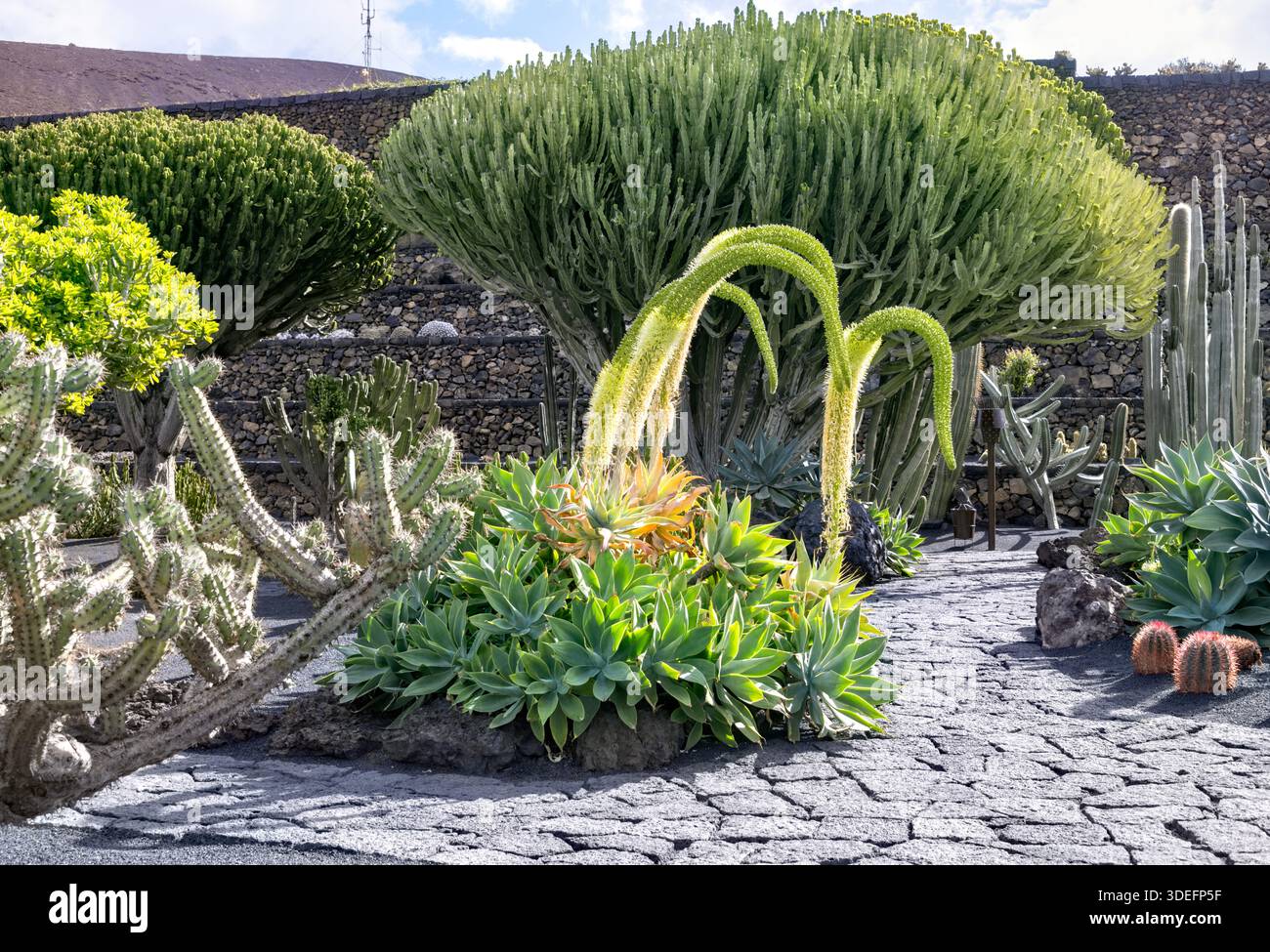 Agave attenuata Foxtail Agave, also known as Lion's tail Agave and Swan ...