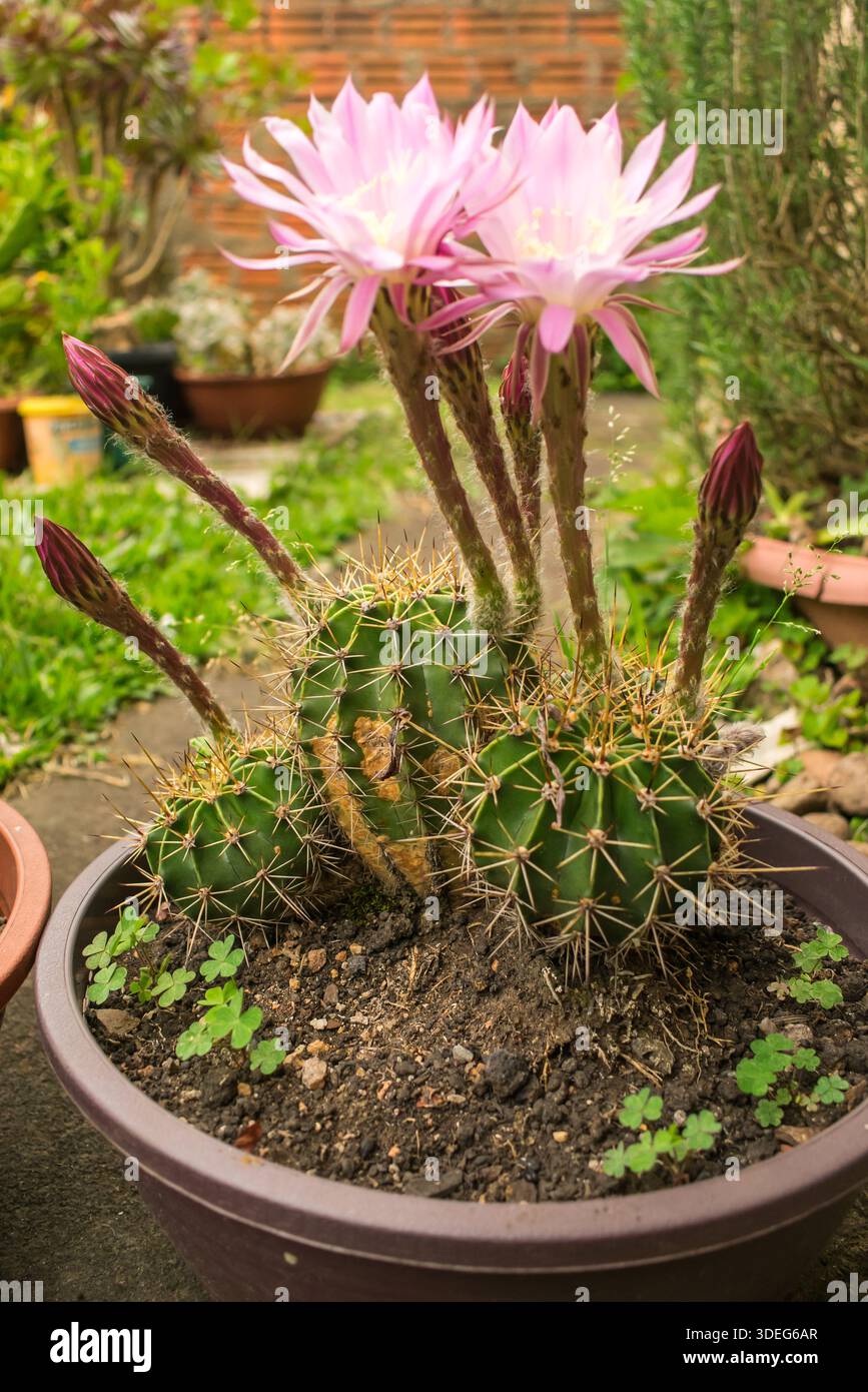 Echinopsis oxygona hybrid hi-res stock photography and images - Alamy