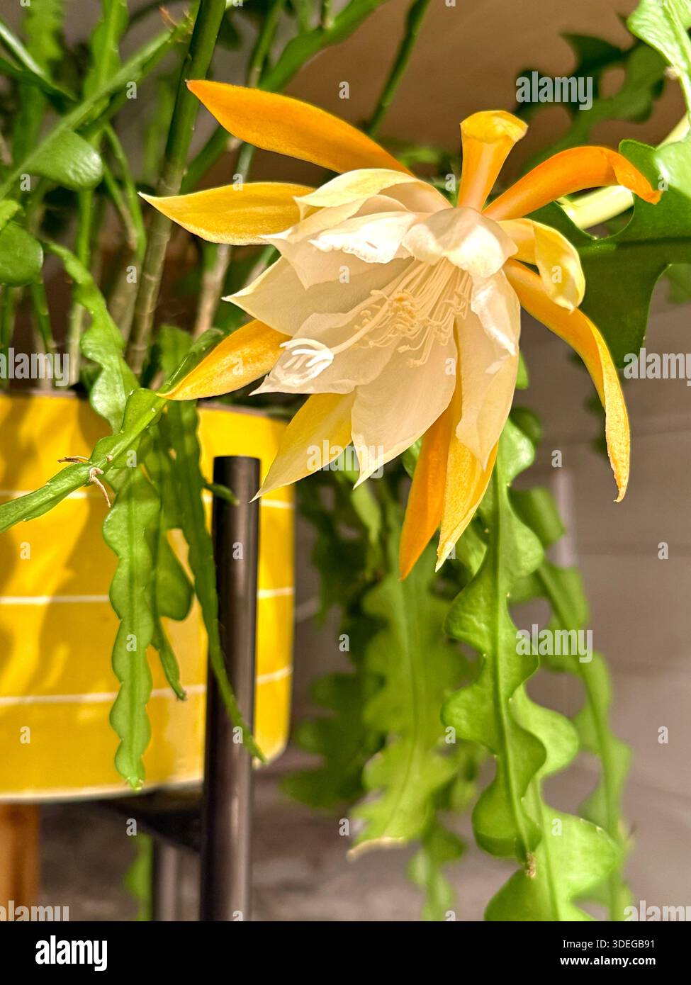 Exotic Mexican fishbone or zigzag cactus. Really unique looking with fall  nocturnal bloom that last for 1 day and edible fruit Stock Photo - Alamy