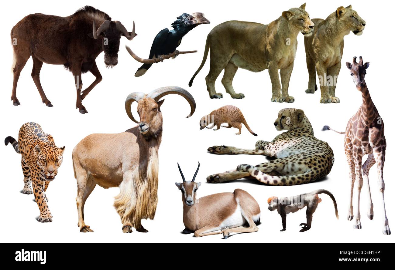 Collage wild animals birds hi-res stock photography and images - Alamy