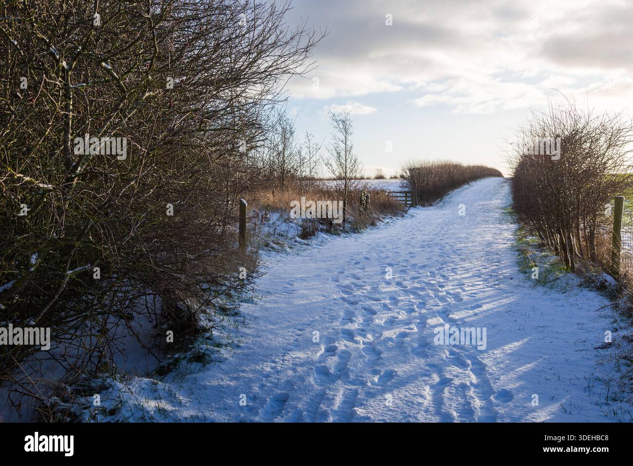 A wintery walk at Hauxley Northumberland January 2026 Stock Photo - Alamy