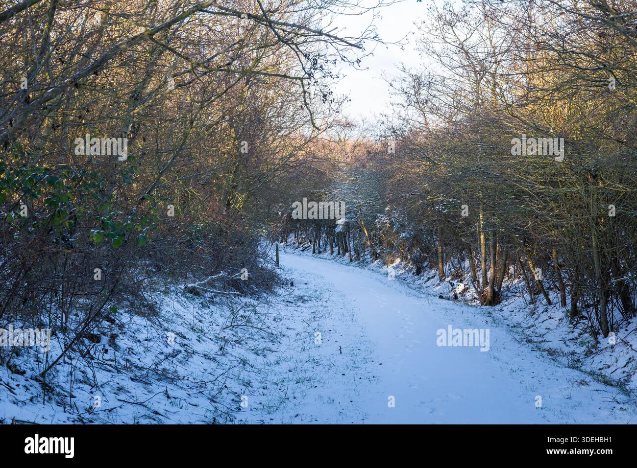 A wintery walk at Hauxley Northumberland January 2026 Stock Photo - Alamy