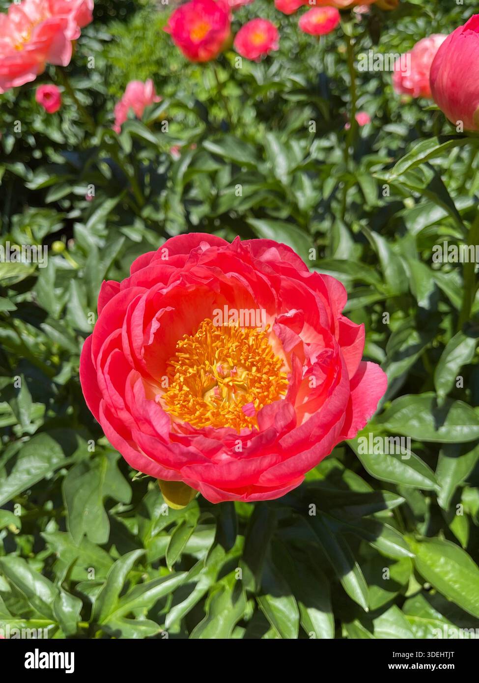 Close-up of a vibrant coral peony blossom with golden yellow stamens blooming in a lush green garden. - Smartphone Captured Stock Image