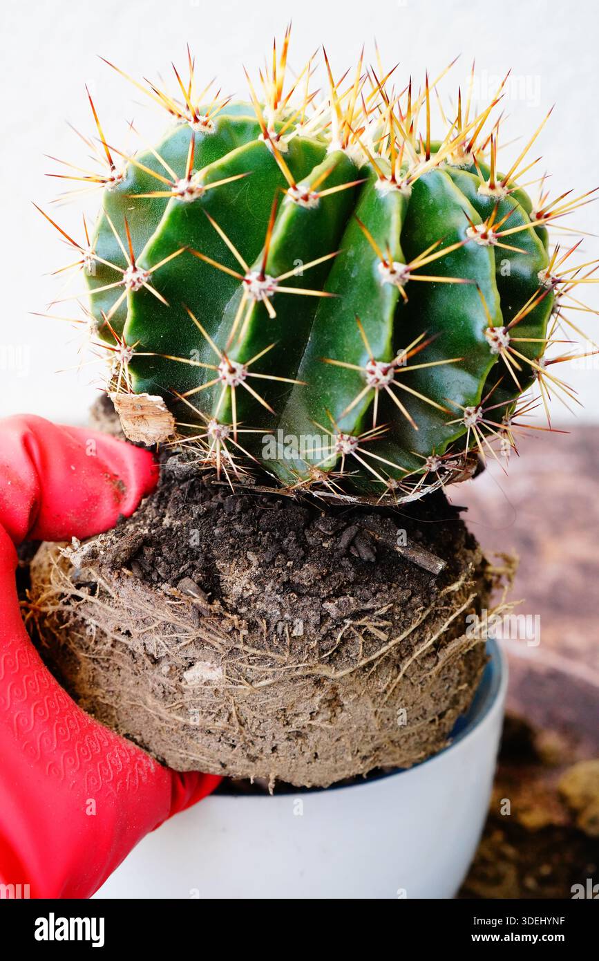 Cuidado jardn hi-res stock photography and images - Alamy