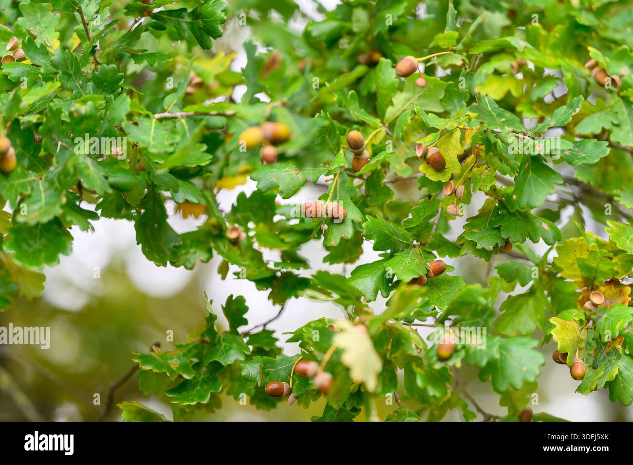 The oak tree showcases its acorns, symbolizing natures beauty and ...